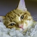 Cute ginger coloured cat looking sleepy lying head down onto blanket