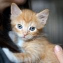 Ginger coloured kitten being held looking wide eyed