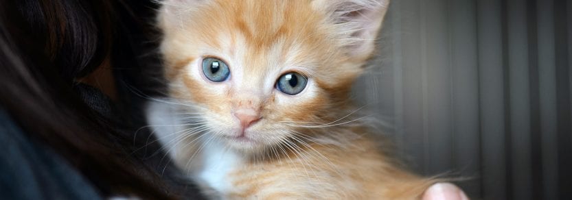 Ginger coloured kitten being held by girl looking wide eyed into the lens