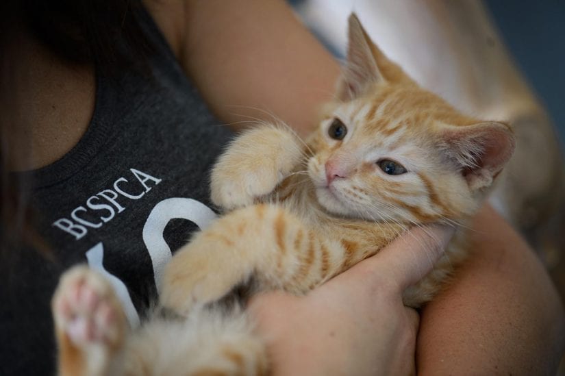 Cute ginger coloured kitten lying on back being cradled by person