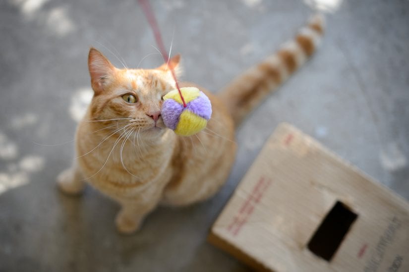 Ginger coloured cat touching nose to string ball toy