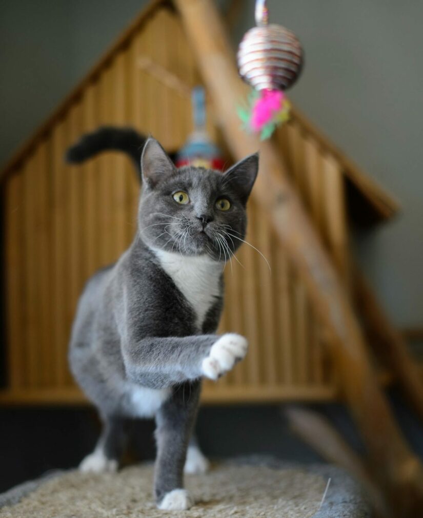 Playful grey and white cat reaching for toy from cat perch post