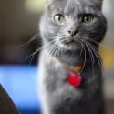 Curious wide eyed grey cat wearing collar with id looking into camera