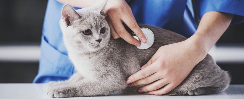 Veterinarian listening to stethoscope while examining a cute, grey cat