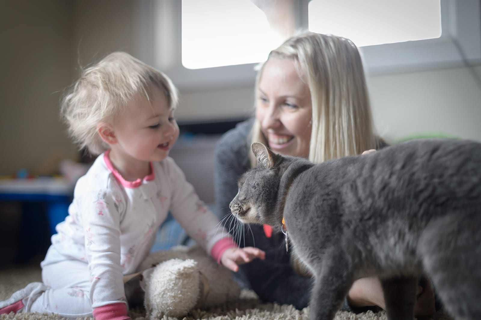 Should I keep my cat indoors? Is unsupervised outdoor time OK? BC SPCA