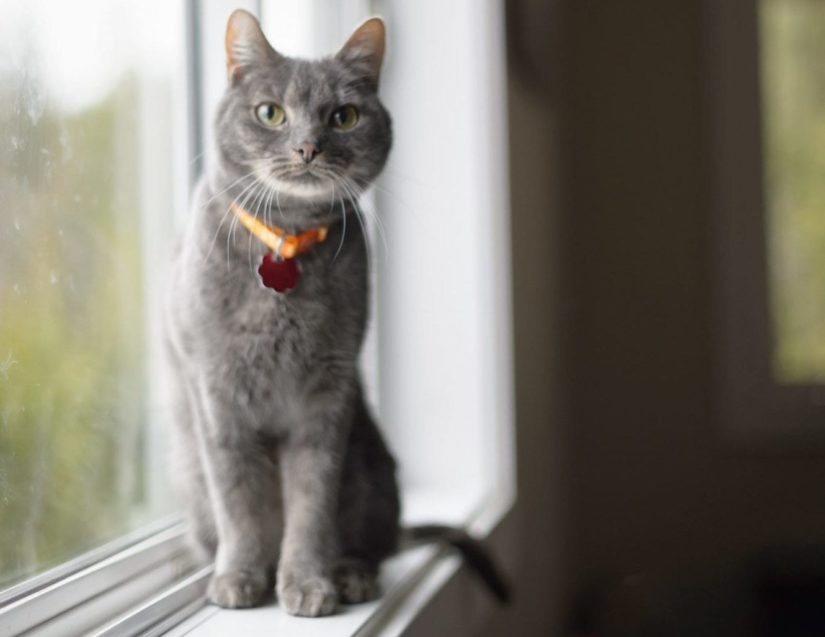 Curious grey cat sitting on windowsill wearing collar and id indoors