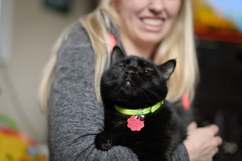 Happy relaxed black cat wearing a collar and id being held by woman