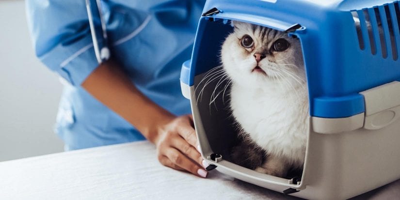 Cat in carrier at vet clinic