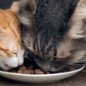 A young kitten and older cat eat food together off a plate
