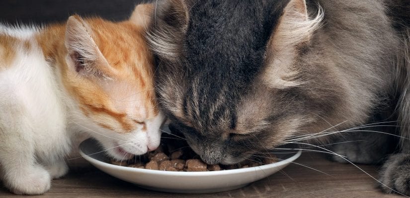 A young kitten and older cat eat food together off a plate