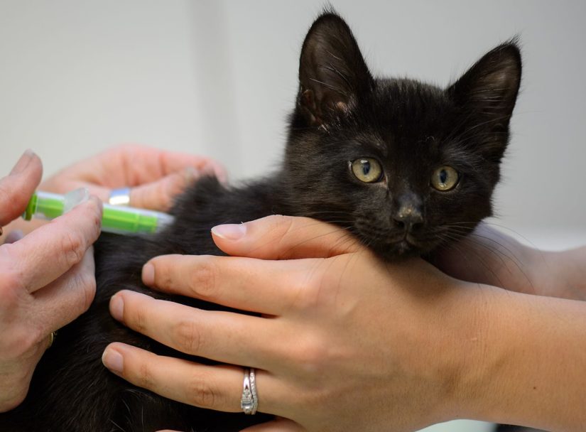 Cute black kitten getting a vaccination at the vet