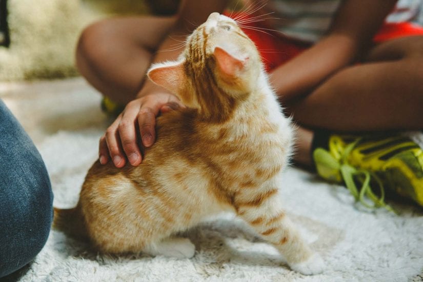 Young cat being pet by kids