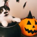 halloween kitten
