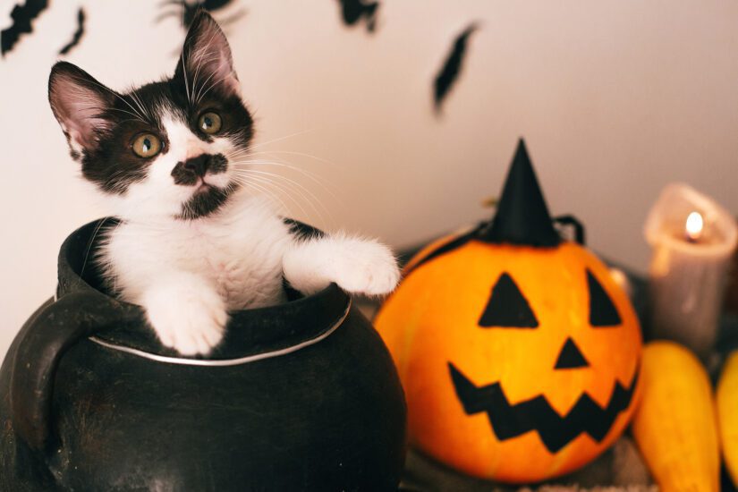 halloween kitten