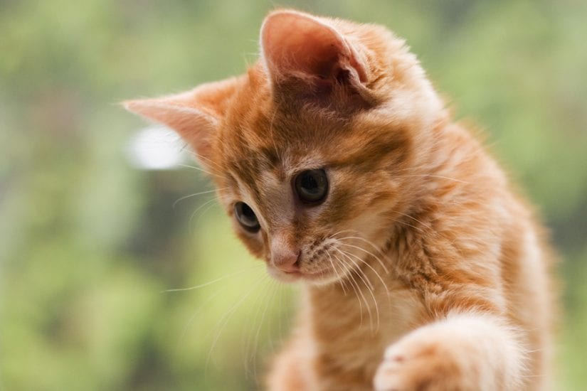 Curious ginger kitten looking down playfully