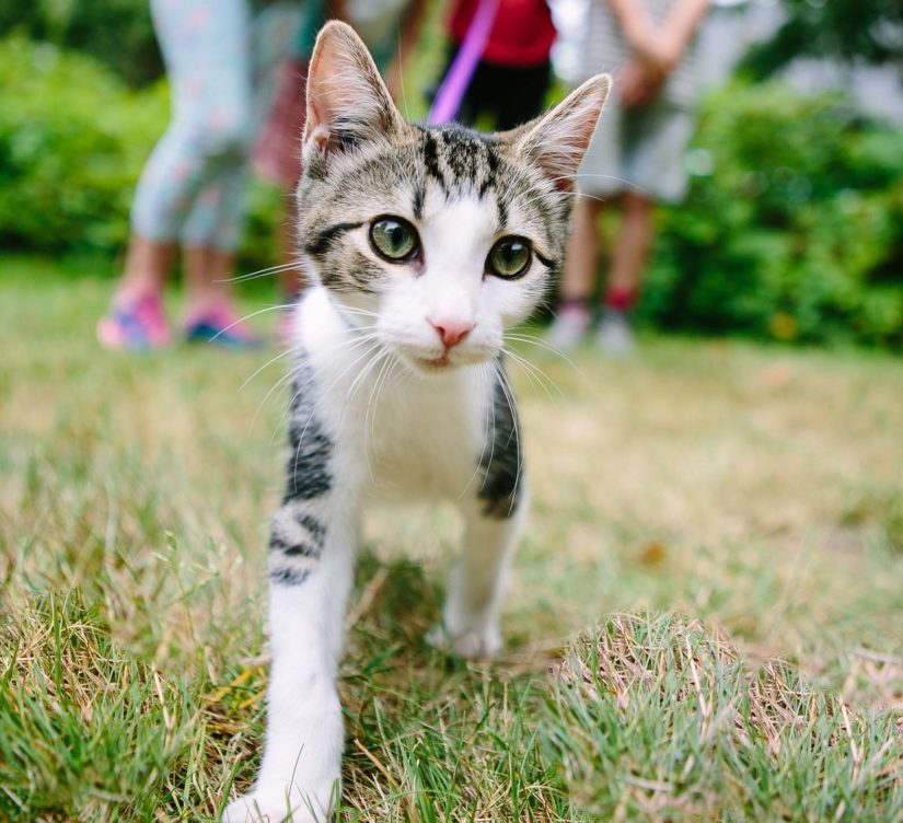 Young cat walking outdoors on a leash being held by a group of kids
