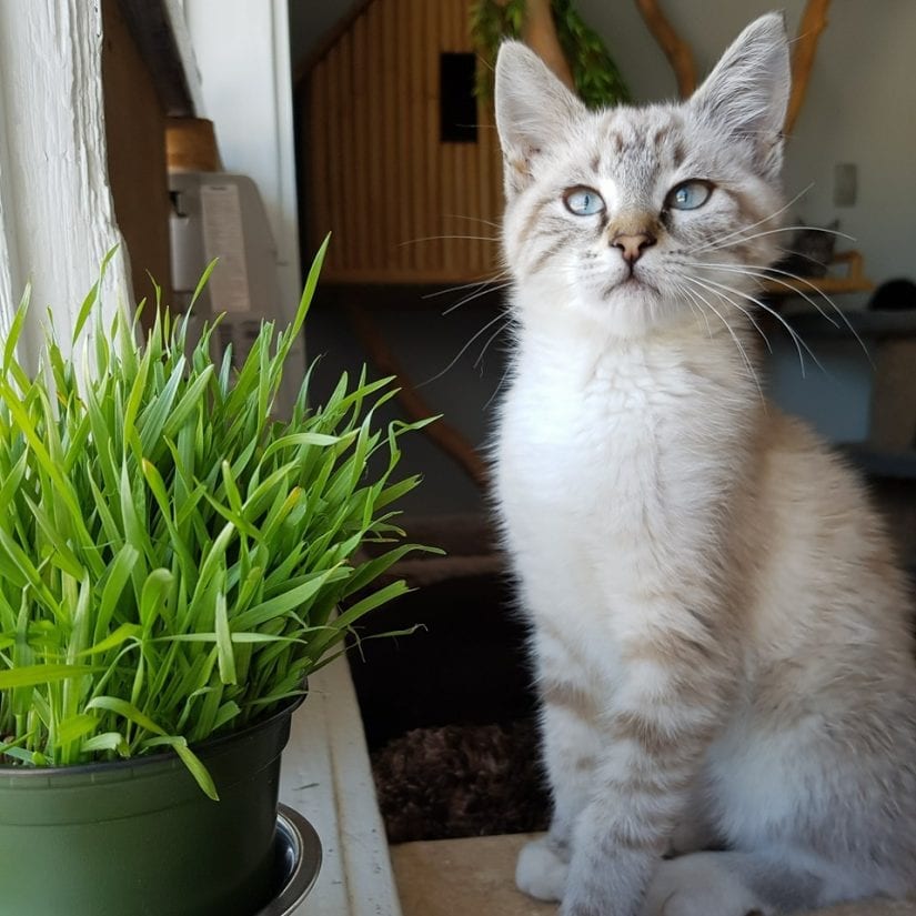 Blue eyed kitten sitting near plant by windowsill