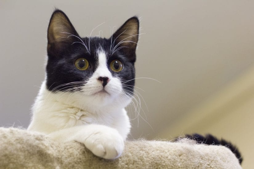 Cute black and white kitten sitting on top of cat perch looking curiously wide eyed forward