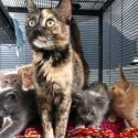 Cat with litter of kittens spay and neuter