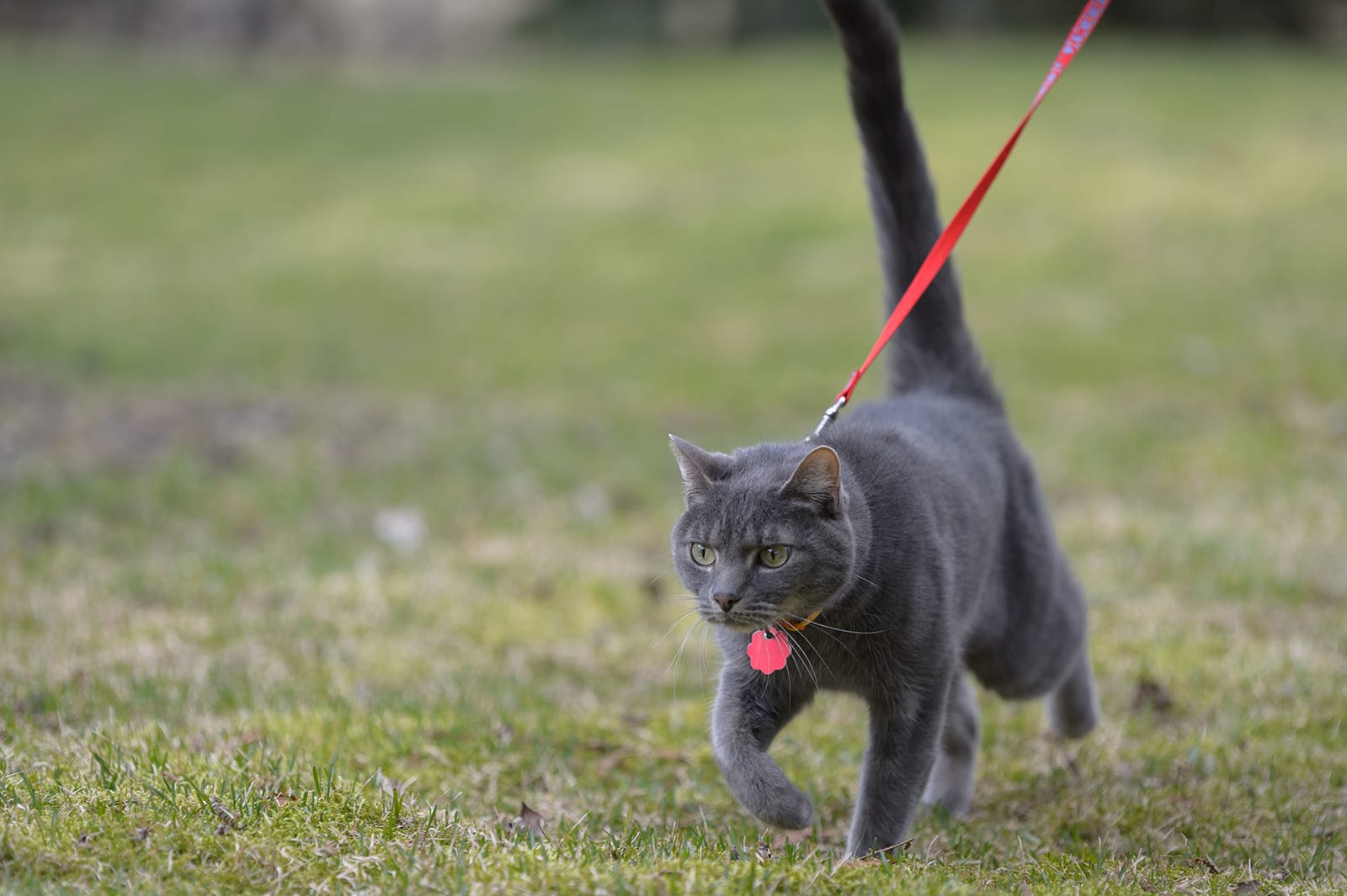 Cat outdoors wearing id being walked on a leash