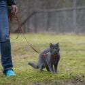Cat outdoors wearing id and walking on a leash