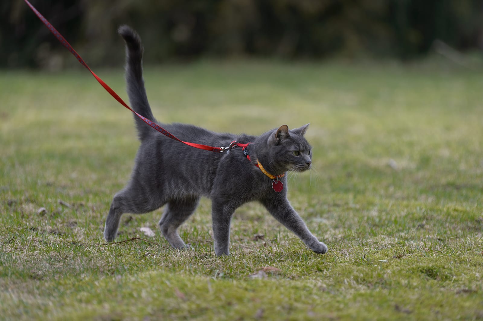 Cat outdoors wearing a collar and id while being walked on a leash