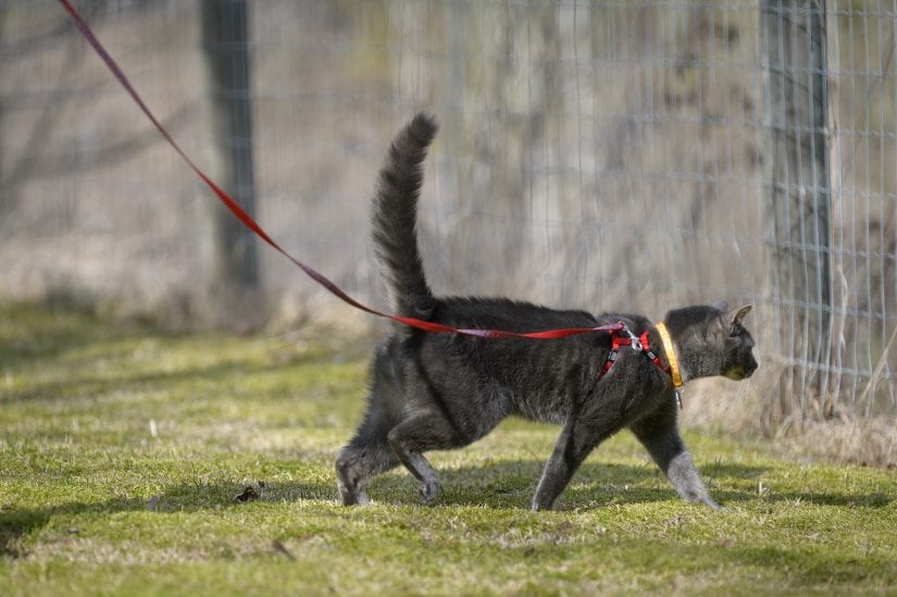 Cat outdoors wearing id and walking on a leash