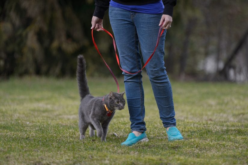 Cat being walked outdoors on a leash while wearing a collar and id