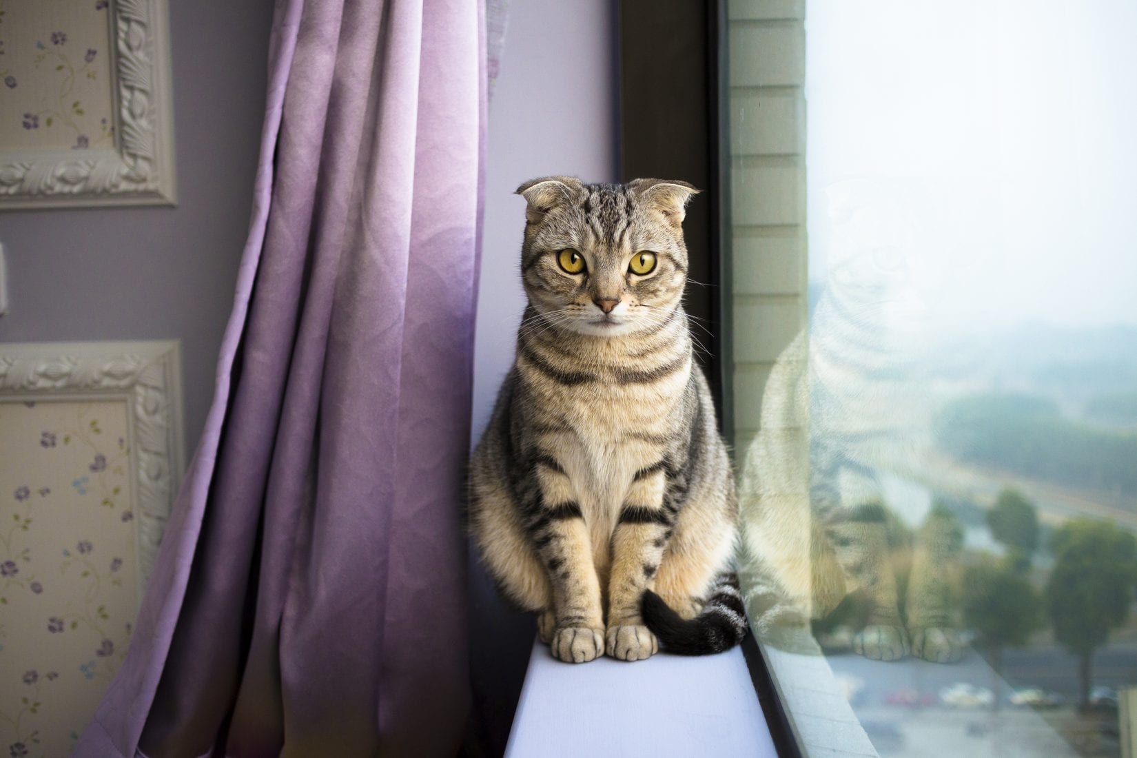 Adoption help topics - BC SPCA
