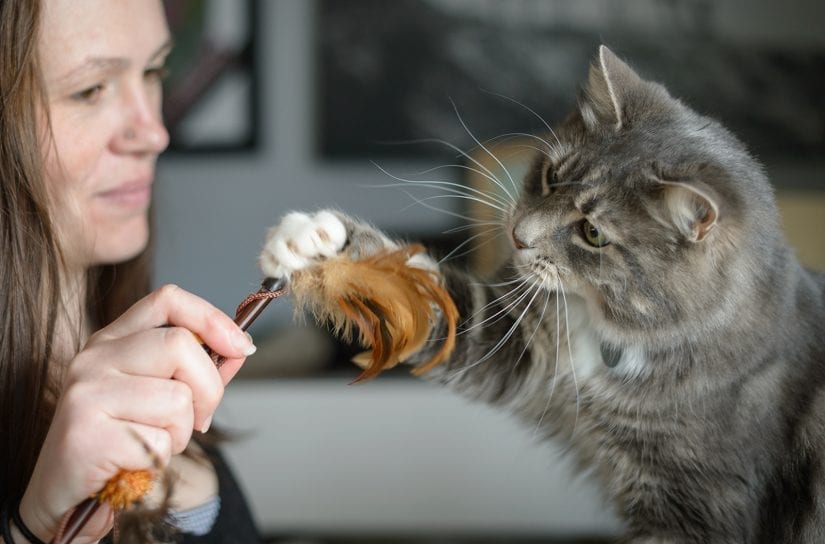 Cat playing with woman with wand toy