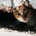 Sad lonely stray cat hiding outdoors