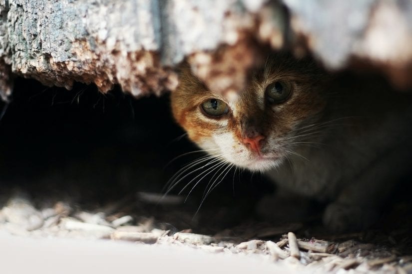 Sad lonely stray cat hiding outdoors