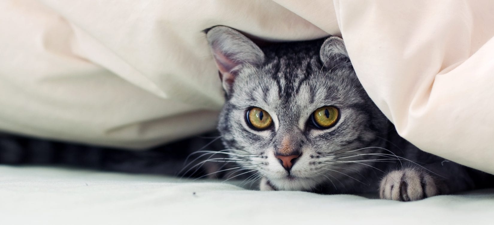 Scared cat hiding under covers