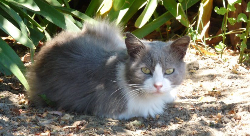 Free roaming cat sitting alone outdoors