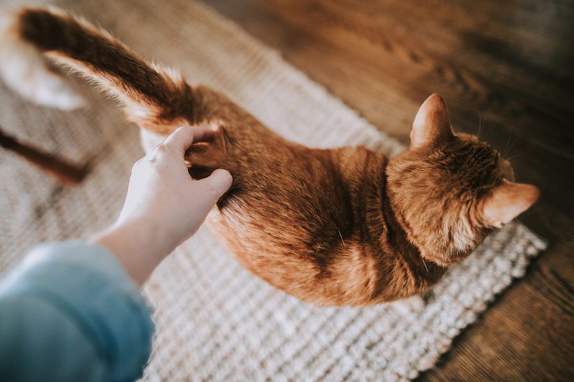 Tabby cat being pet by human