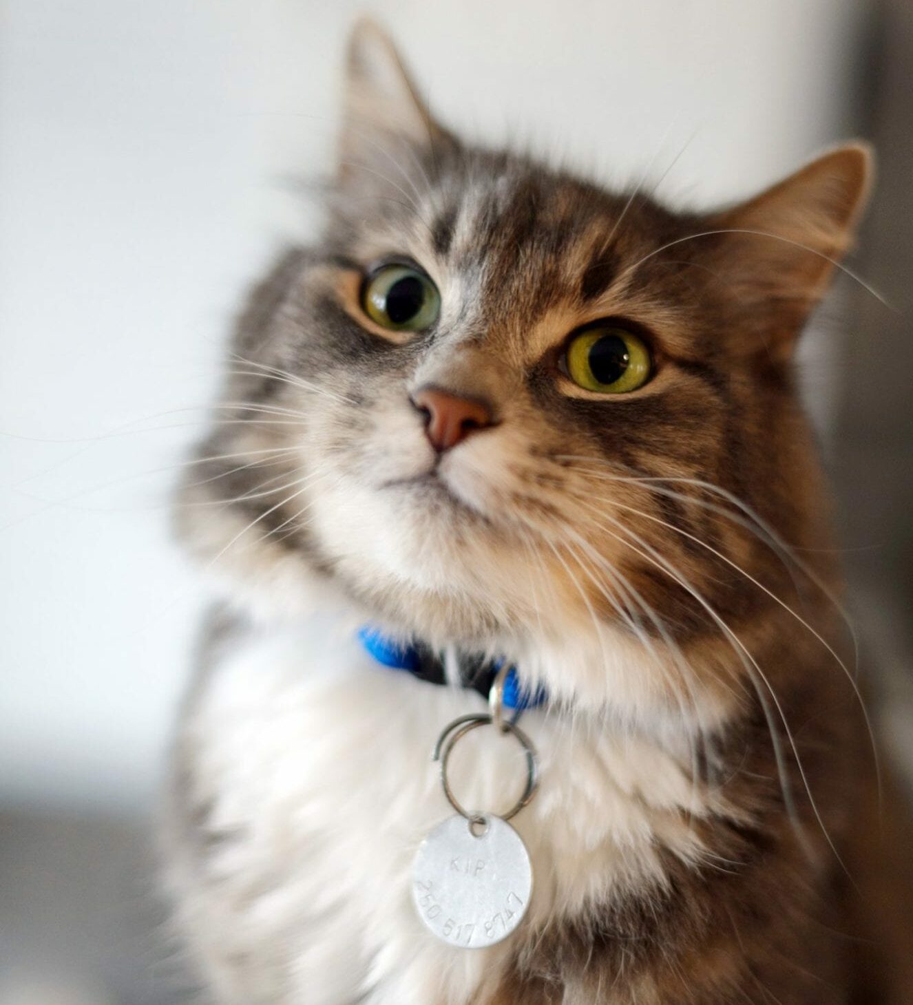 Cats and collars: Why breakaway design is so important