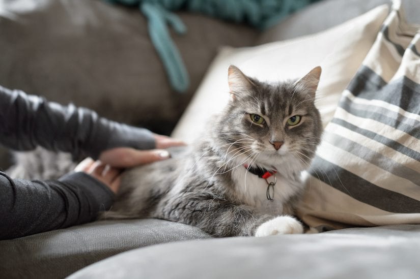 Tabby cat with long hair wearing collar id being pet at home lying on a couch