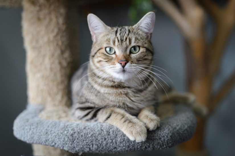 Tabby cat perched on cat tree looin into camera lens