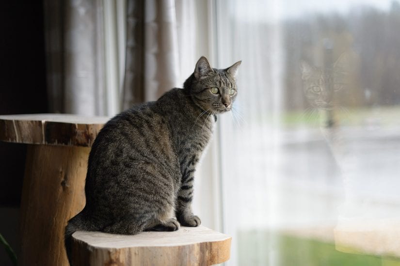 Tabby cat sitting on perch looking out window curiously