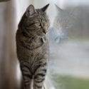 Tabby cat walking on window sill curiously with reflection