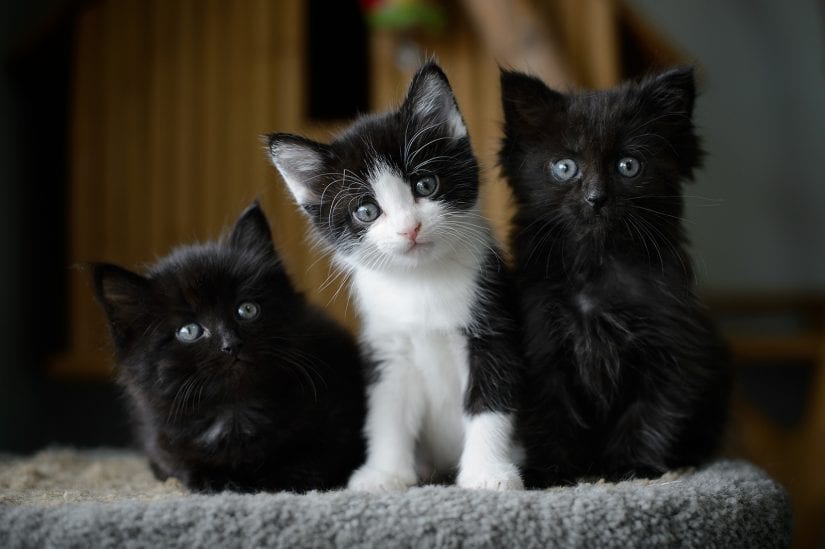 Three cute kittens sitting on cat perch all with beautiful blue eyes