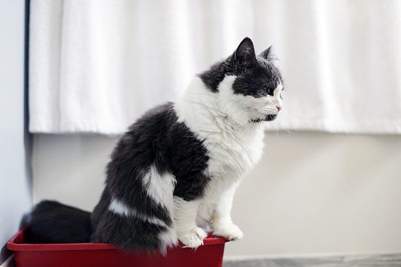 Cat using litter box