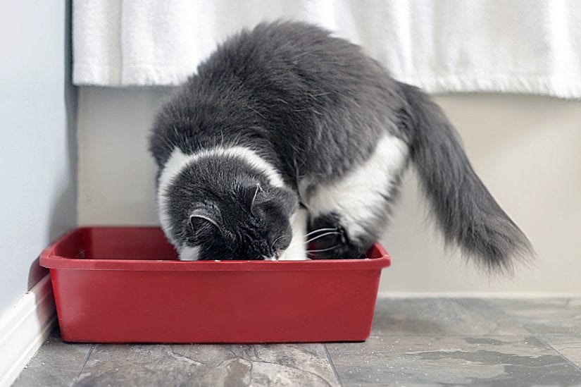 Cat using later box digging in litter