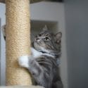 Cat using scratching post looking up playfully