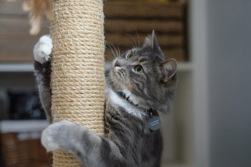Cat using scratching post and playing