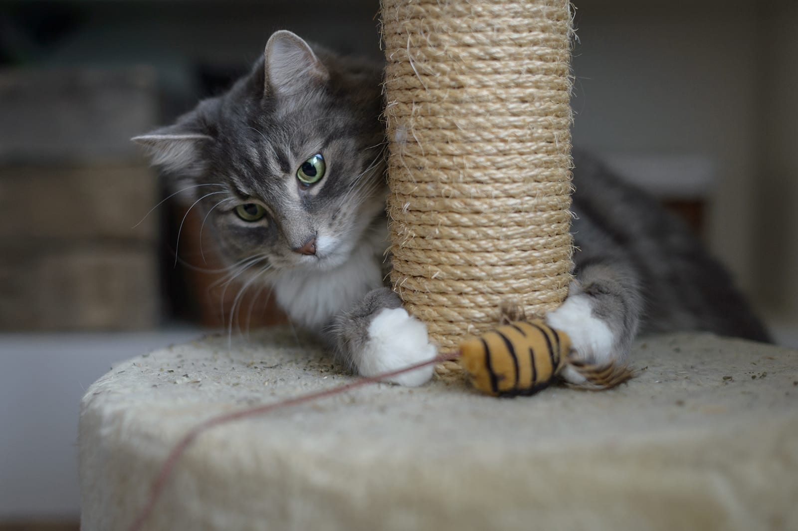 Cat using scratching post and playing with a mouse toy