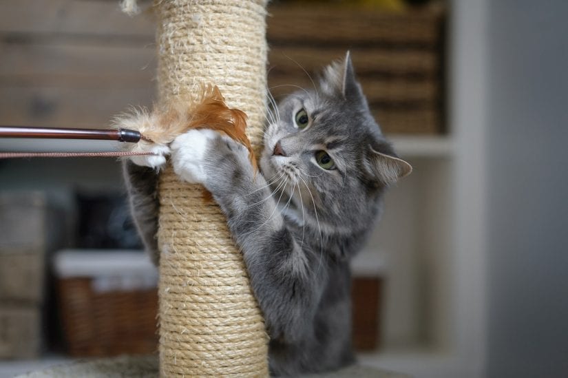 Cat using scratching post and playing with a wand toy