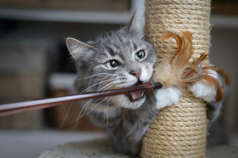 Cat using scratching post and playing with a wand toy