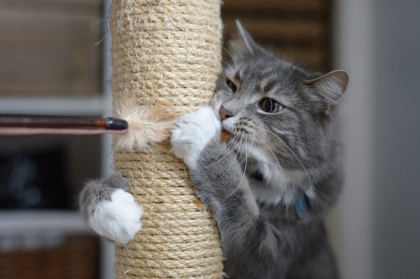 Cat using stretching post playing with a wand toy