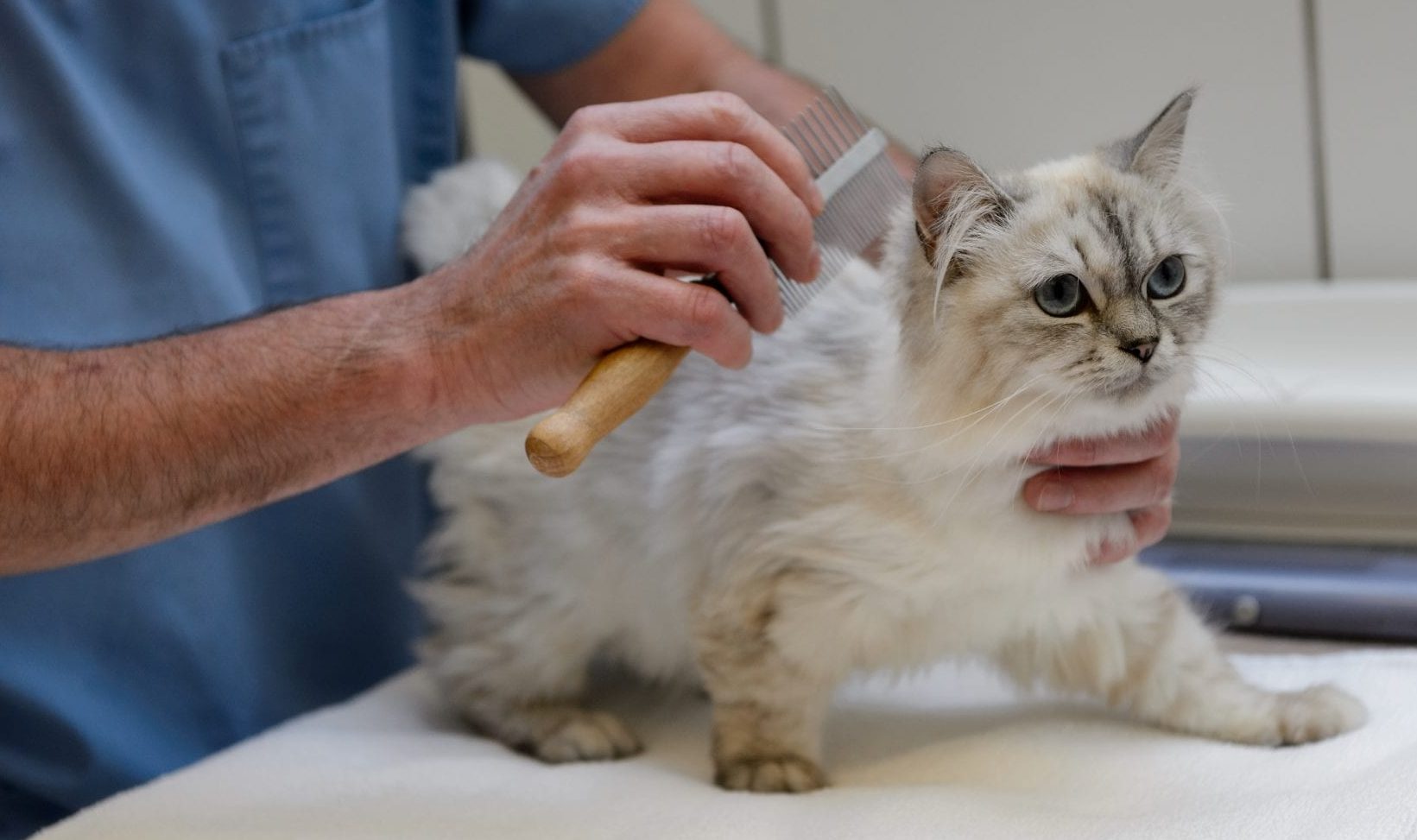 Dangers of using your dog’s flea & tick medication on your cat